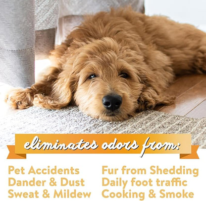 Bodhi Dog Natural Carpet Deodorizer Powder - Dry Pet Smell Eliminator & Urine Odor Remover - Loosens Fur & Dirt - Plant-Based Room Freshener for Vacuuming Home - Fresh Laundry (Pack of 1)