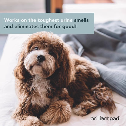 BrilliantPad TidyShot Pet Stain Remover & Odor Eliminator Spray | Natural Enzyme Cleaner, Cleans Cat & Dog Urine, Safe on Carpet & All Surfaces in Home for Pee | Advanced Professional Strength | 4 oz