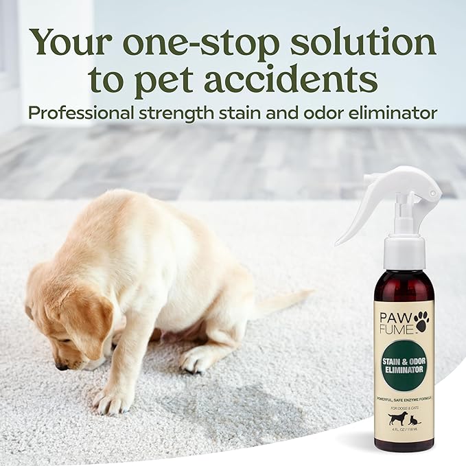 PAWFUME Stain & Pet Urine Odor Eliminator, 1-Pack – Removes Impurities in Seconds – Enzymatic Formula, Quick-Dry Action, & Eco-Friendly Ingredients – Upholstery, Fabrics, and Carpet Cleaner Spray